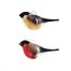 Dompap par