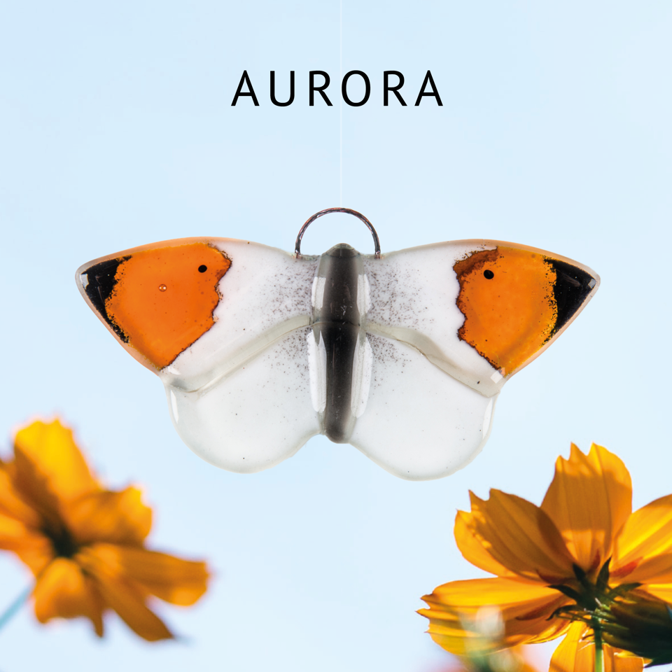 Aurora Aurora